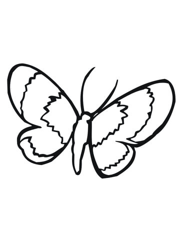 Moth Lepidoptera Coloring page