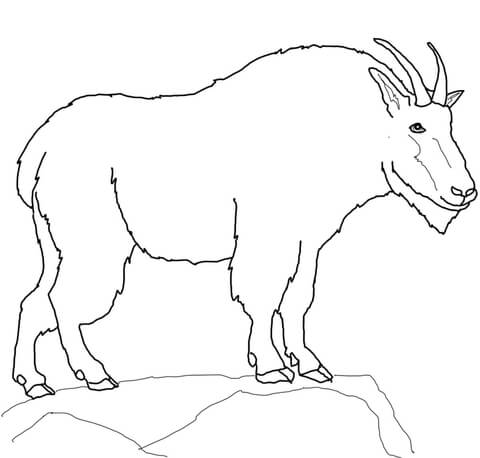 Mountain Goat Coloring page