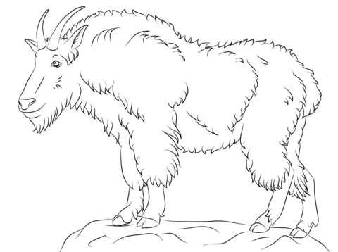 Rocky Mountain goat  Coloring page
