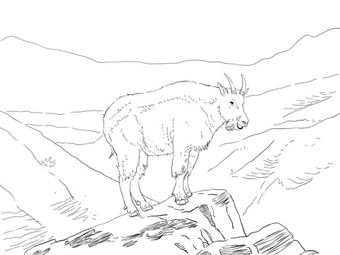North America Mountain Goat Coloring page