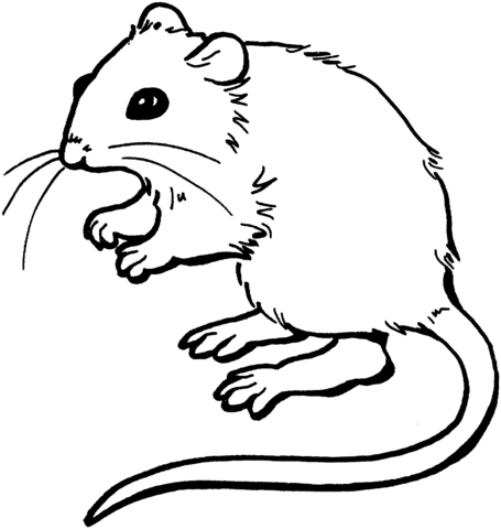 Mouse 2 Coloring page