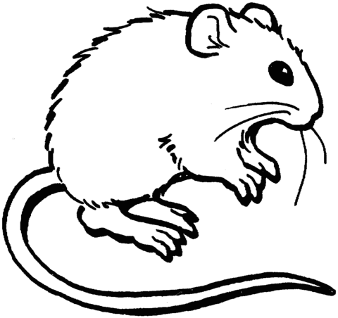 Mouse 3 Coloring page