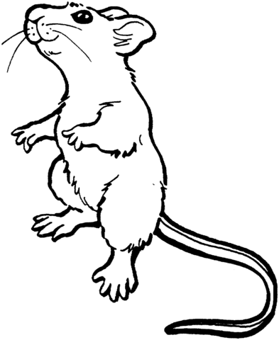 Mouse standing up Coloring page