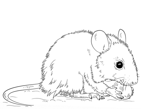 Mouse Coloring page
