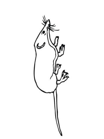 Mouse Shrew Coloring page