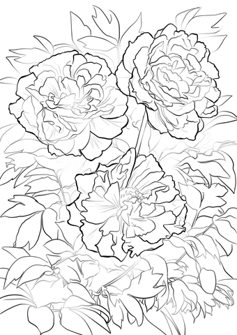 Moutan or Tree Peony Coloring page