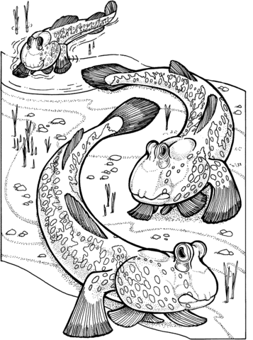 Mudskippers Coloring page