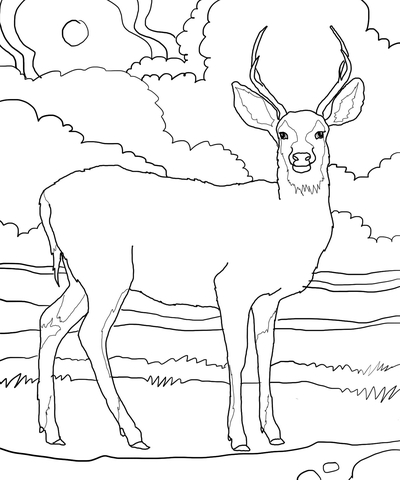 Mule Deer Coloring page