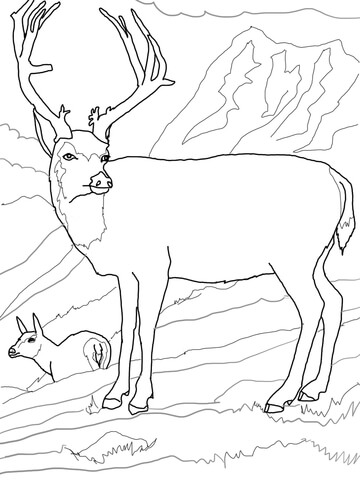 Mule Deers Family Coloring page