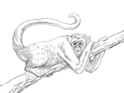 Muriqui or Wooly Spider Monkey Coloring page