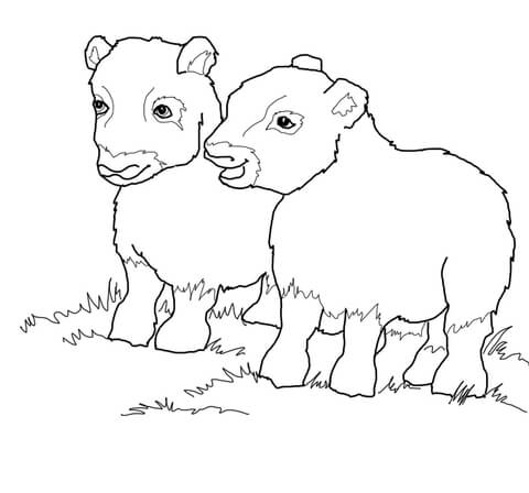 Musk Ox Babies Coloring page