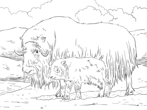 Musk ox Mother and Baby Coloring page