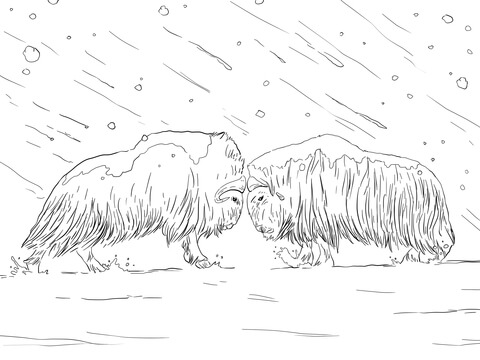 Musk Oxen Fighting Coloring page