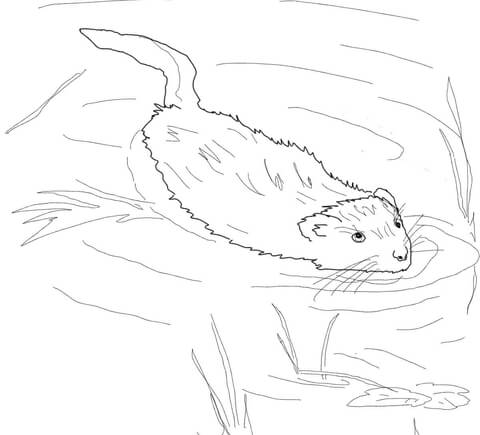 Muskrat Swimming in Pool Coloring page