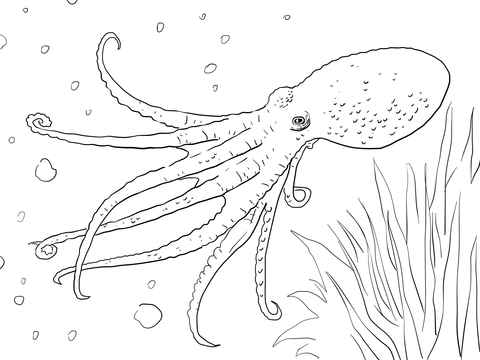 Musky Octopus Coloring page