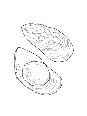 Mussel Coloring page