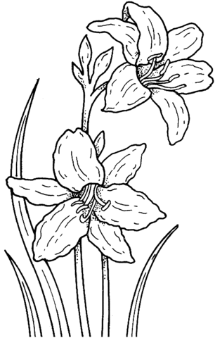 Narcissus 1 Coloring page