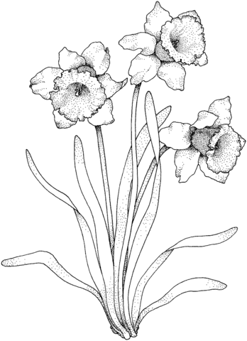 Narcissus 4 Coloring page