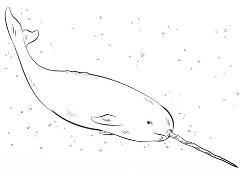 Narwhal Coloring page