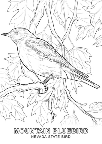 Nevada State Bird Coloring page