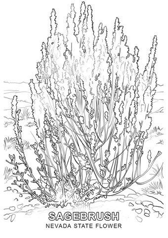Nevada State Flower Coloring page