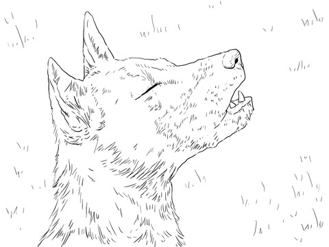 New Guinea Singing Dog Portrait Coloring page
