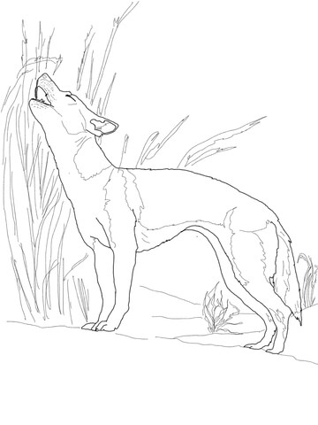New Guinea Singing Dog Singing Coloring page