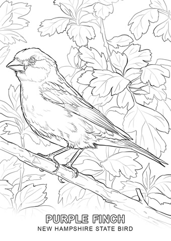 New Hampshire State Bird Coloring page