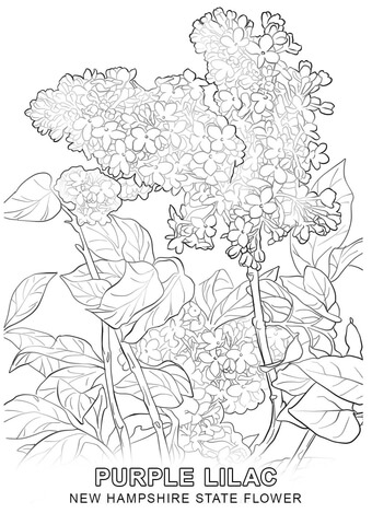 New Hampshire State Flower Coloring page
