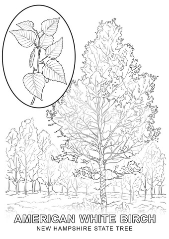 New Hampshire State Tree Coloring page