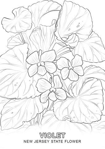 New Jersey State Flower Coloring page