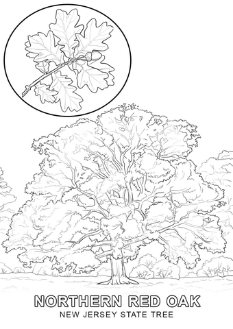 New Jersey State Tree Coloring page