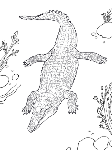 Nile Crocodile Coloring page