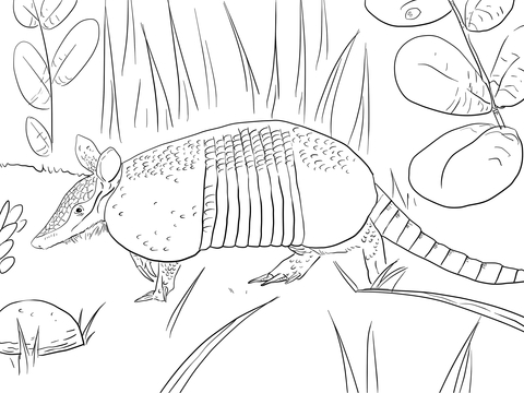 Nine Banded Armadillo Coloring page