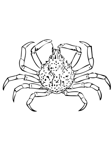 Nine Spined Spider Crab Coloring page
