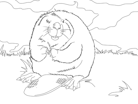Cute North American Beaver Coloring page
