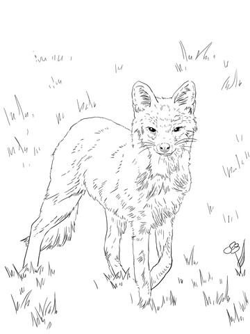 North American Grey Fox Coloring page