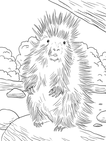 North American Porcupine Coloring page