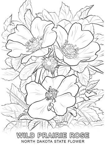 North Dakota State Flower Coloring page
