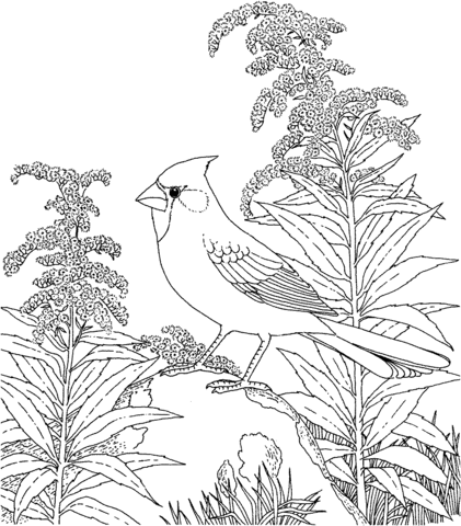 Northern Cardinal and Goldenrod Kentucky Bird and Flower Coloring page