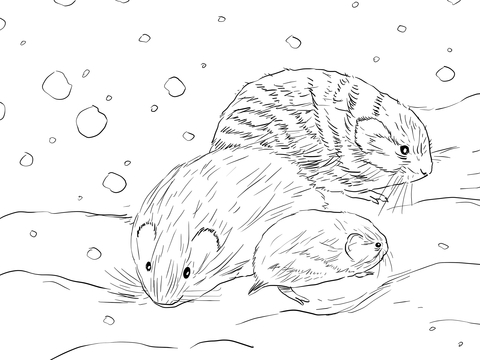 Northern Collared Lemming Coloring page