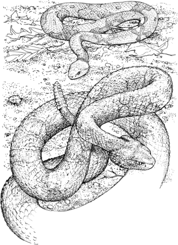 Northern Copperhead Snake and Timber Rattlesnake Coloring page