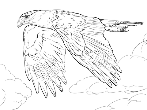 Northern Crested Caracara Coloring page