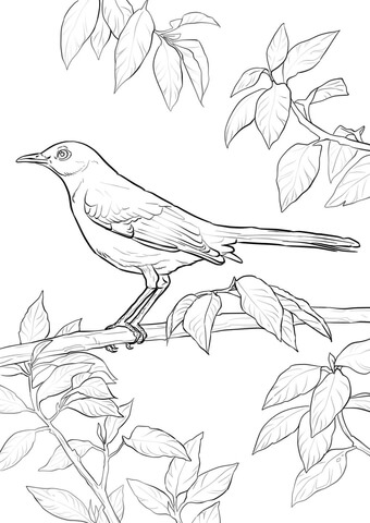 Northern Mockingbird Coloring page