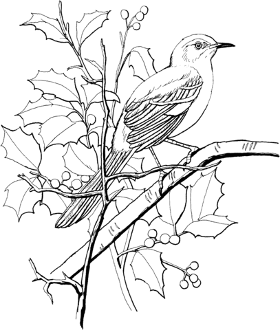Northern Mockingbird Perched on a Tree Coloring page
