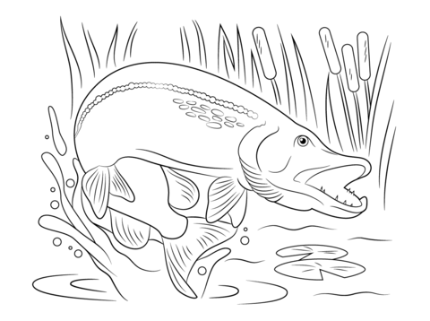 Northern Pike Jump out of Water Coloring page