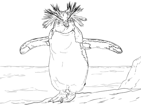 Northern Rockhopper Penguin Coloring page