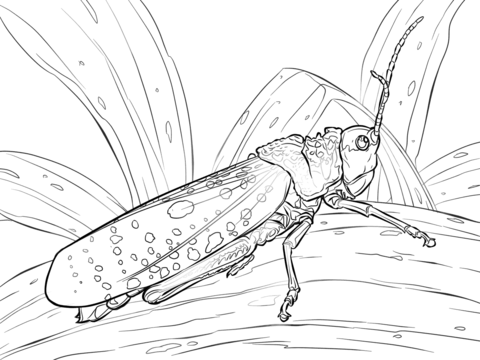 Northern Spotted Grasshopper Coloring page