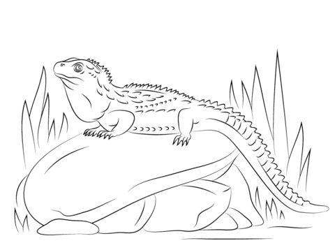 Northern Tuatara Sitting on Stone Coloring page