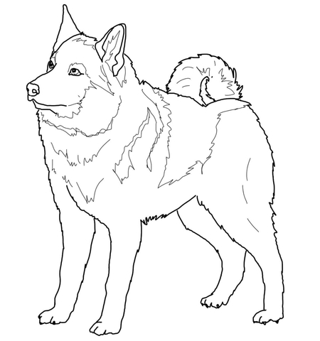 Norwegian Elkhound Coloring page